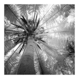 Palm Tree IV