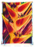 Hawaiian Heliconia