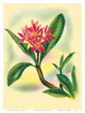 Pink Plumeria  from In An Old Hawaiian Garden c1947