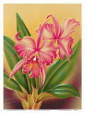 Cattleya  Pink Orchid Tropical Flowers