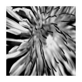 Contrasting Floral III