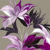 Lily XXIII