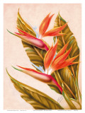 Hawaiian Bird of Paradise  c1940s