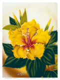 Hawaiian Yellow Hibiscus  c1940s