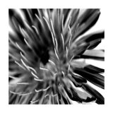Contrasting Floral IV