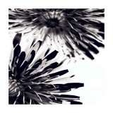 Contrasting Floral II
