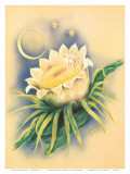 Hawaii Night Blooming Cereus  c 1940s