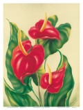 Anthurium II  Red Hawaiian Tropical Flowers