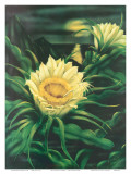 Blooming Cereus with Full Moon  Hawaii