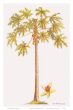 Papaya Tree  Botanical Illustration  18th Century