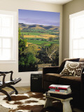 Vineyards  Barossa Valley  South Australia  Australia