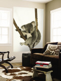 Australia  Queensland  Lone Pine Koala Sanctuary  Koala