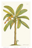 Banana Tree  18th Century