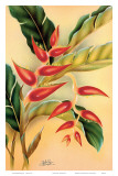 Heliconia  Hawaiian Tropical Flower c1940s