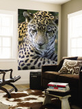 Wildlife in Belize  Jaguar