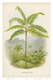 Tree Fern  18th Century