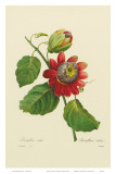 Red Passion Flower