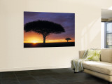 Acacia Tree at Sunrise  Serengeti National Park  Tanzania