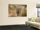 Loxodonta Africana  Lake Manyara National Park  Tanzania