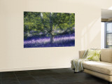 Bluebell and Silver Birch