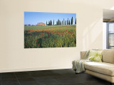 Poppies  Tuscany  Italy