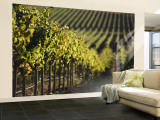 Vineyard  Napa  Napa Valley  California  USA