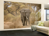 Loxodonta Africana  Lake Manyara National Park  Tanzania
