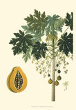 Exotic Palms V