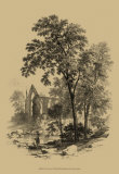 The Ash Tree