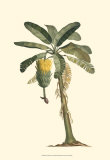 Exotic Palms VI