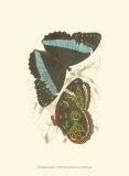 Butterflies VI