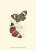 Butterflies I