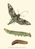 Butterfly Transformation I