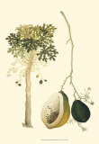 Exotic Palms II