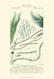 Turpin Botany III