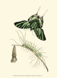 Butterfly Transformation II