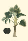 Exotic Palms III