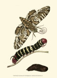 Butterfly Transformation III