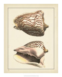 Antique Shells VI