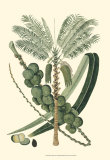 Exotic Palms IV