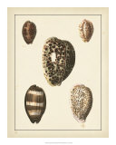 Antique Shells III