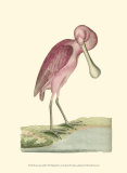Roseate Spoonbill