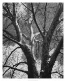 Classic Birch II