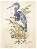 Tricolor Heron (detail)