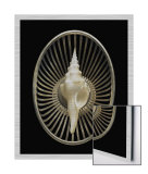Spindle Shell