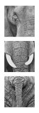 Elephant Tryptich