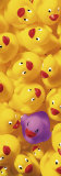 Quack  Quack II