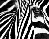 Black & White II (Zebra)