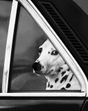 Noblesse Oblige