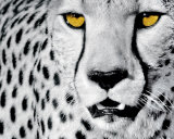 White Cheetah